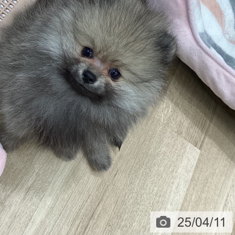 ポメラニアンの写真