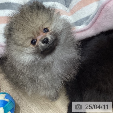 ポメラニアンの写真