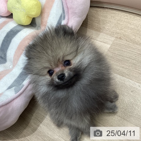 ポメラニアンの写真