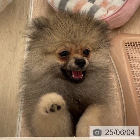 ポメラニアンの写真