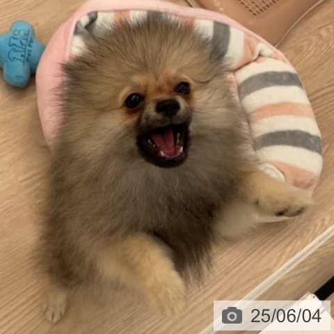ポメラニアンの写真