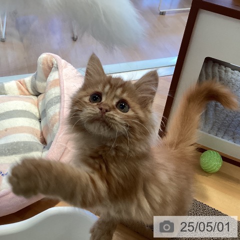 サイベリアンの写真