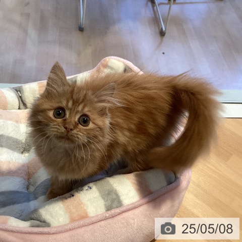 サイベリアンの写真