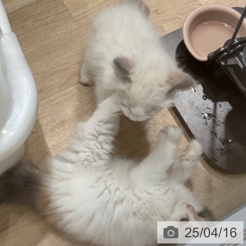 スコティッシュフォールドの写真