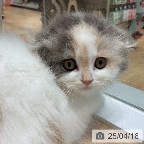 スコティッシュフォールドの写真