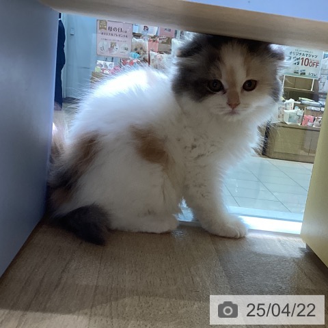 スコティッシュフォールドの写真