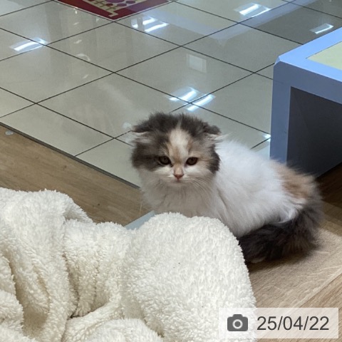 スコティッシュフォールドの写真