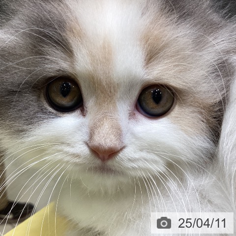 スコティッシュフォールドの写真