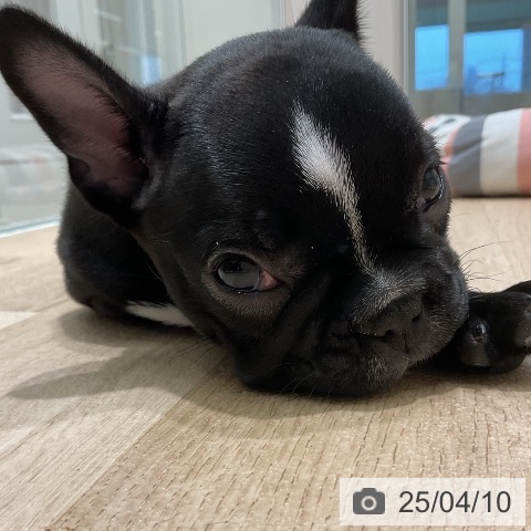 フレンチ・ブルドッグの写真
