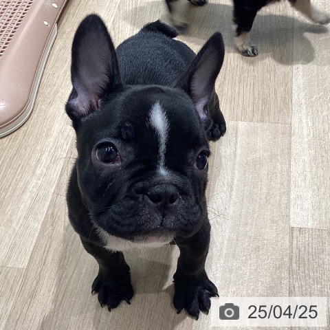 フレンチ・ブルドッグの写真