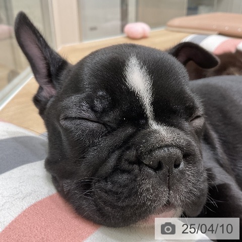 フレンチ・ブルドッグの写真