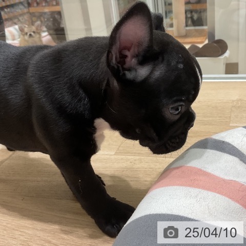フレンチ・ブルドッグの写真