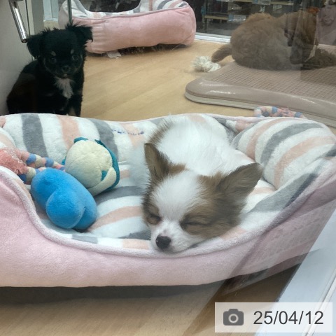パピヨンの写真