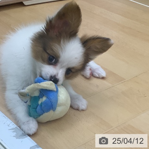 パピヨンの写真