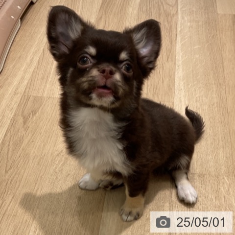 チワワの写真