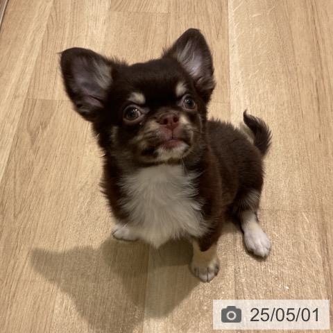 チワワの写真