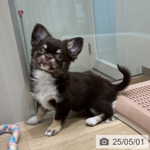 チワワの写真