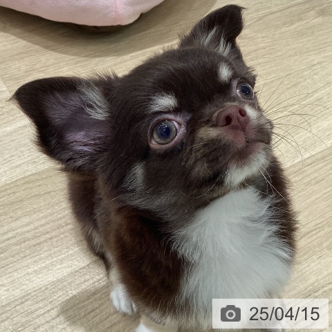 チワワの写真