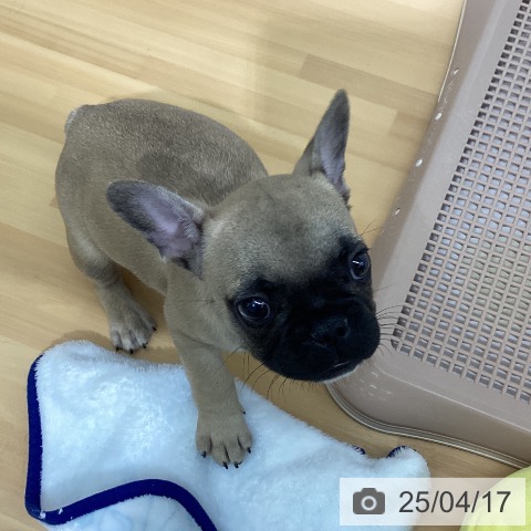 フレンチ・ブルドッグの写真