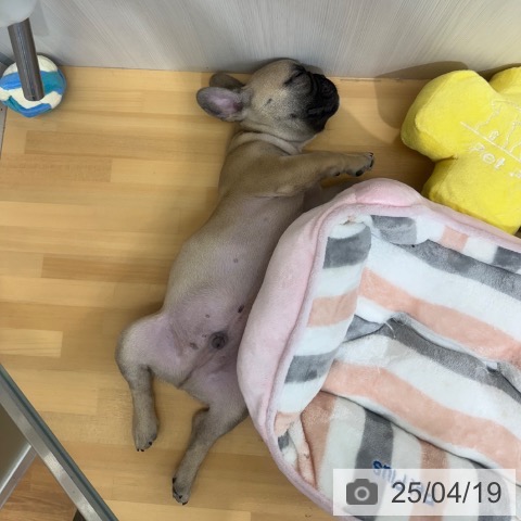 フレンチ・ブルドッグの写真