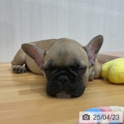 フレンチ・ブルドッグの写真