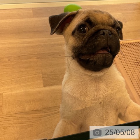 パグの写真