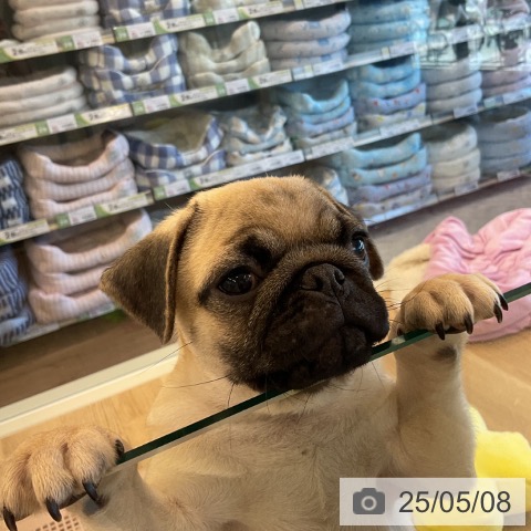 パグの写真