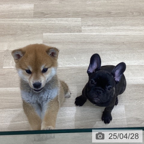 フレンチ・ブルドッグの写真