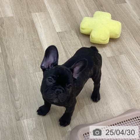 フレンチ・ブルドッグの写真