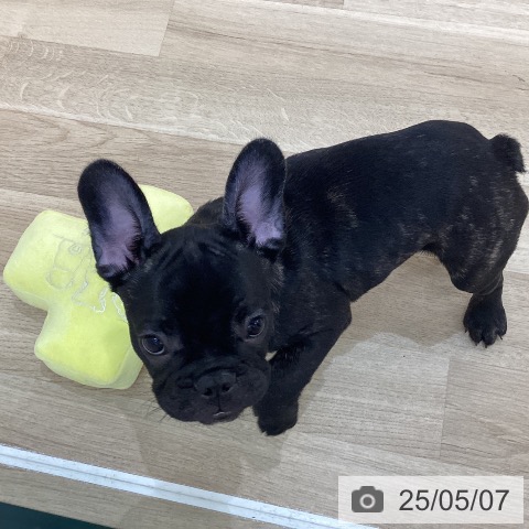 フレンチ・ブルドッグの写真