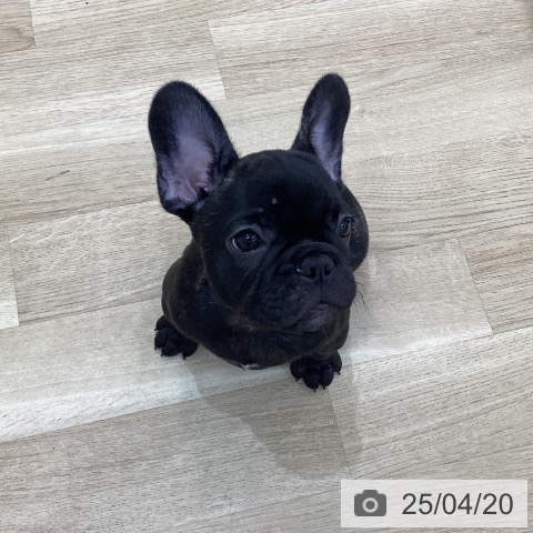 フレンチ・ブルドッグの写真
