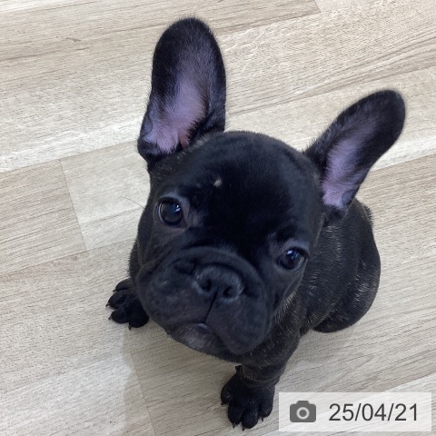 フレンチ・ブルドッグの写真