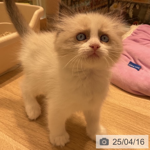 ラグドールの写真