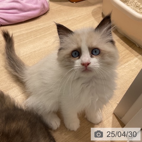 ラグドールの写真