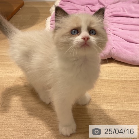 ラグドールの写真