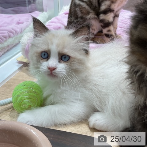 ラグドールの写真