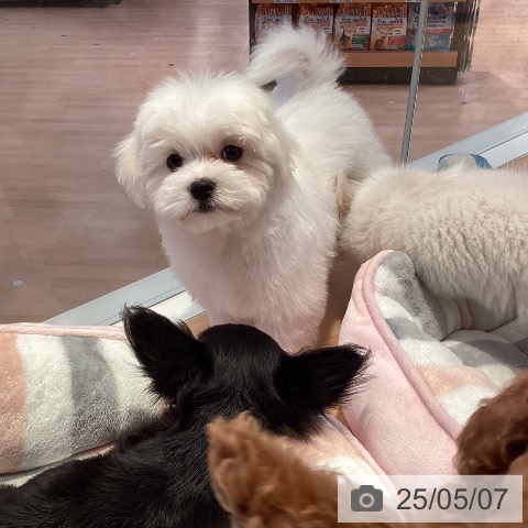 マルチーズの写真
