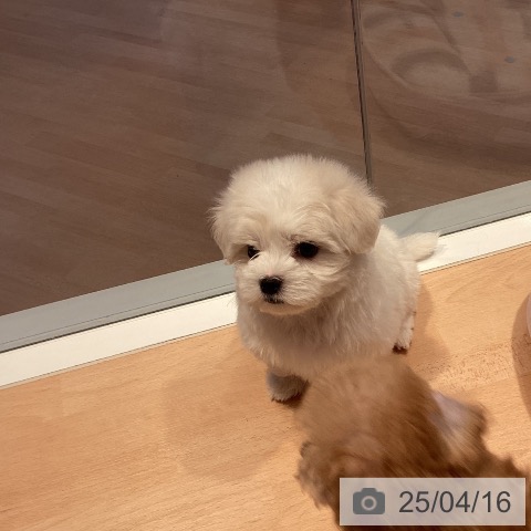 マルチーズの写真