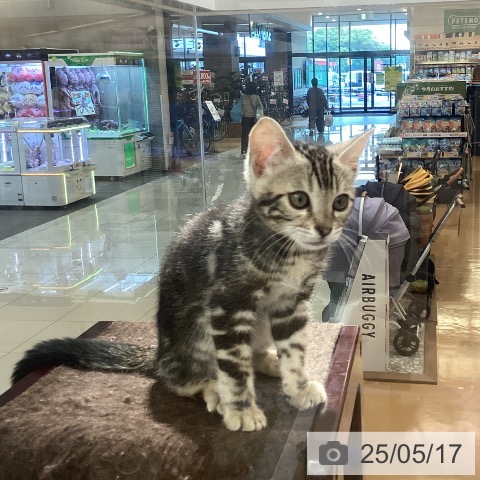 ベンガルの写真