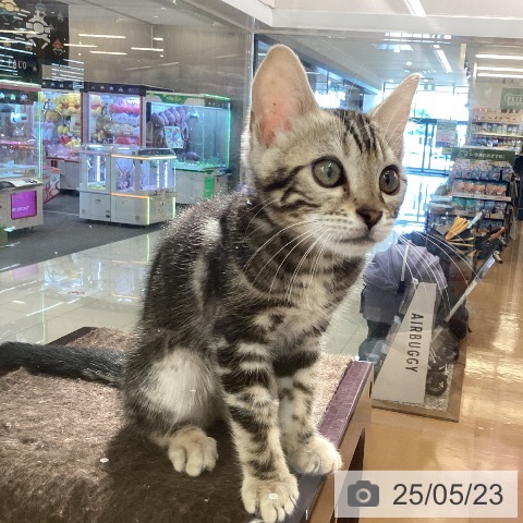 ベンガルの写真