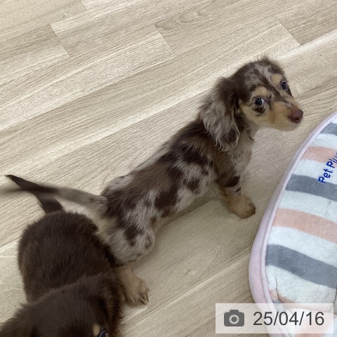 ミニチュア・ダックスフンドの写真