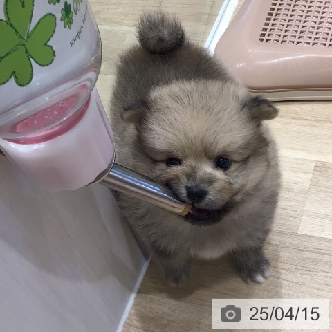 ポメラニアンの写真