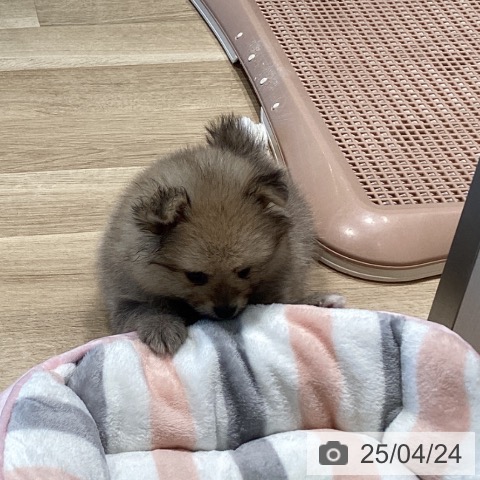 ポメラニアンの写真