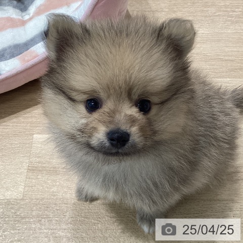 ポメラニアンの写真