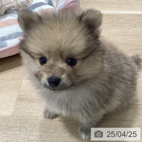ポメラニアンの写真