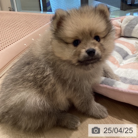 ポメラニアンの写真