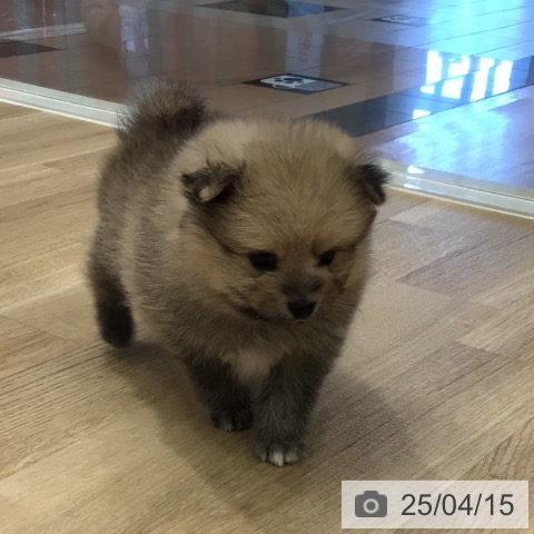 ポメラニアンの写真
