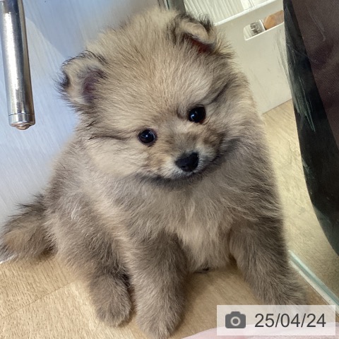 ポメラニアンの写真