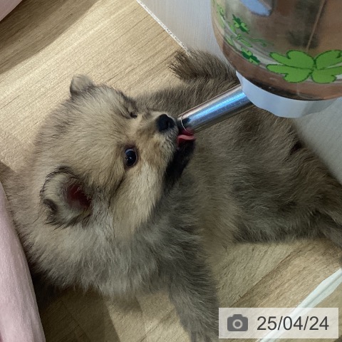 ポメラニアンの写真