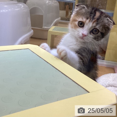 スコティッシュフォールドの写真